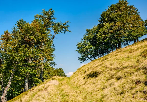 Sentier à travers la forêt de hêtres sur une colline herbeuse — Photo
