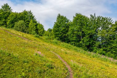 kaygan yamaç ile orman yolundan