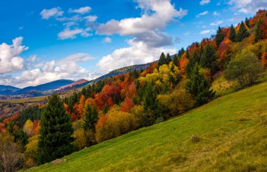 renkli yeşillik orman ile yamaç