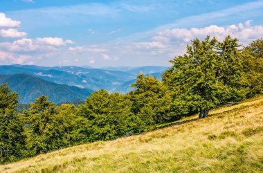 yüksek Dağları'nda yamaç aşağı kayın ormanı