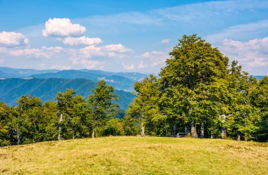 dağlarda otsu çayır üzerinde antik kayın ormanı