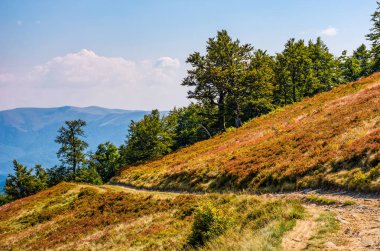 toprak yol kayın ağaçları ile hillside aracılığıyla