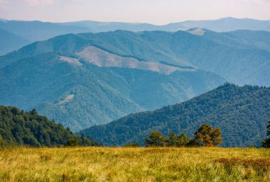 yukarıdan Sonbahar görünümünde çimenli hillside ağaçta