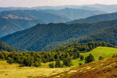 Kayın ağaçları çayır sonbaharda yamaca