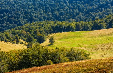 Kayın ağaçları sonbahar hillside çayır üzerinde