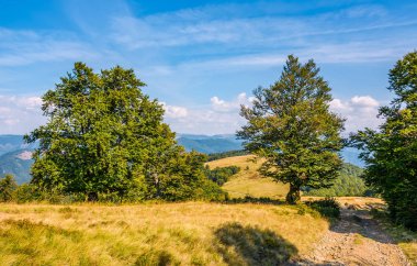 yol bir yamaca kayın ormanı