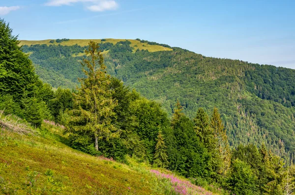 Hillside kozalaklı orman ve fireweed ile — Stok fotoğraf