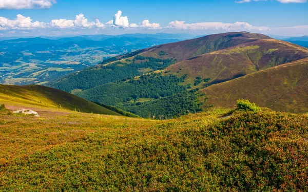 Karpat dağ sırtı çimenli yamaçları