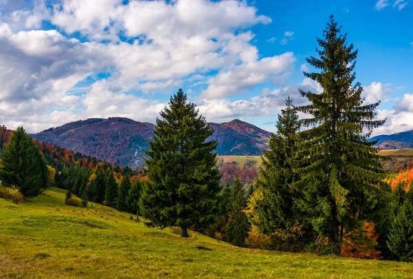 Montanhas com folhagem colorida na floresta de coníferas — Fotografia de Stock