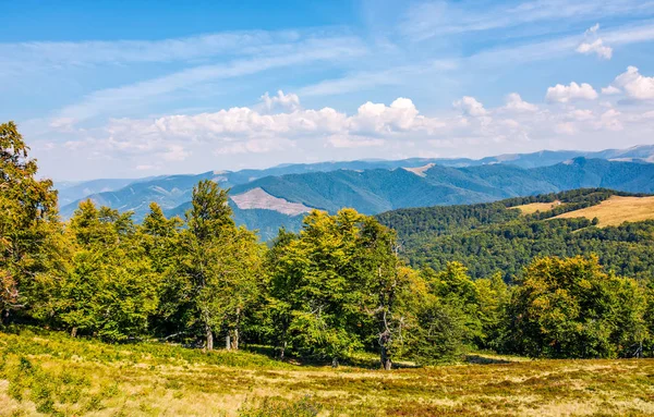 Beukenbos naar beneden de heuvel van de bergrug — Stockfoto