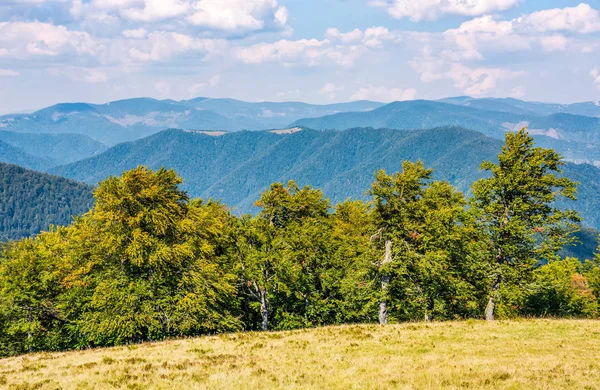 çayır, yüksek dağ sırtı kayın ormanı