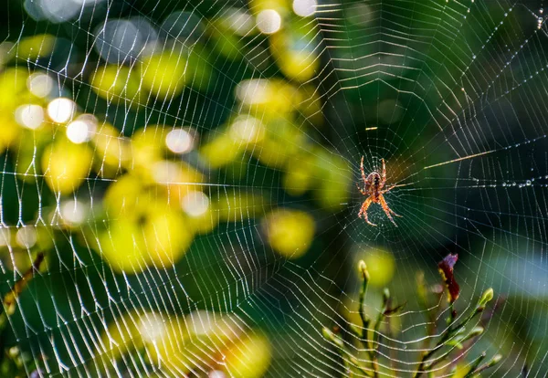 Piros pók a web, a gyönyörű erdei bokeh — Stock Fotó