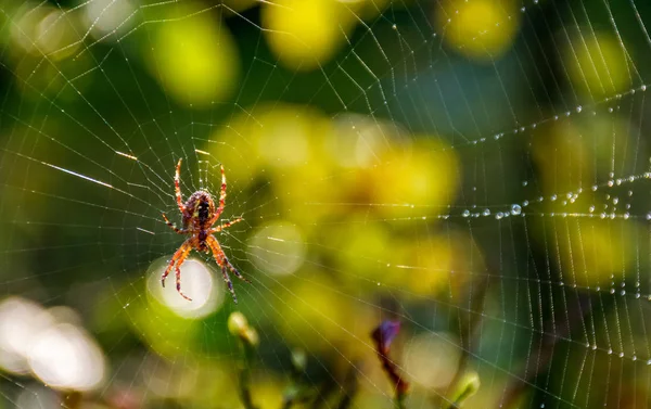 Czerwony pająk w sieci web na bokeh piękny liści — Zdjęcie stockowe