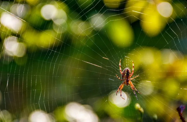 Αράχνη στον ιστό για το όμορφο φύλλωμα bokeh — Φωτογραφία Αρχείου