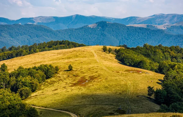 erken sonbahar çimenli Alpin çayır