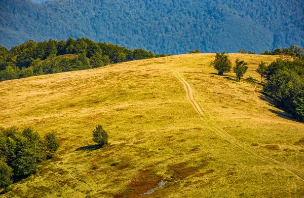 Camino a través del prado alpino en el fondo del bosque — Foto de Stock