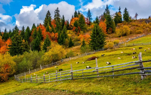 Capre dietro la recinzione di legno — Foto Stock