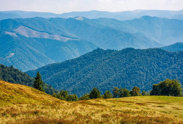 yüksek irtifa çimenli yamaca orman