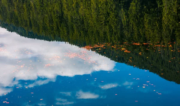 Feuillage sur l'eau reflétant la forêt d'épinettes — Photo