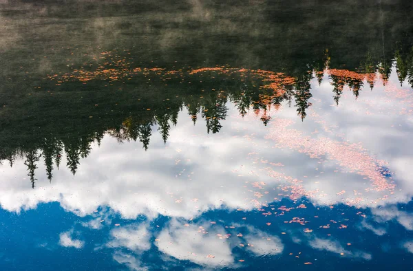 森と空を反射している水の葉 — ストック写真