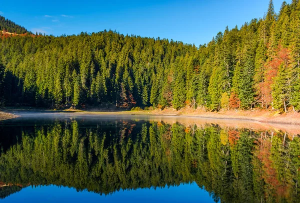 Coniferous forest with lake in mountains — Stock Photo, Image