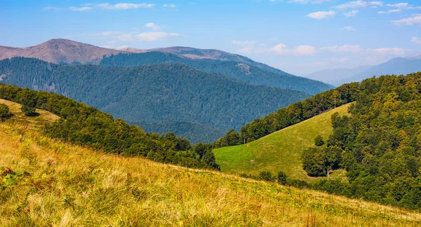 sonbaharda bir yamaca otsu çayır