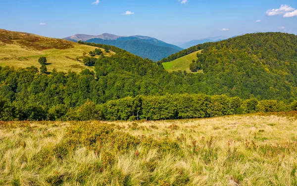 sonbaharda bir yamaca otsu çayır