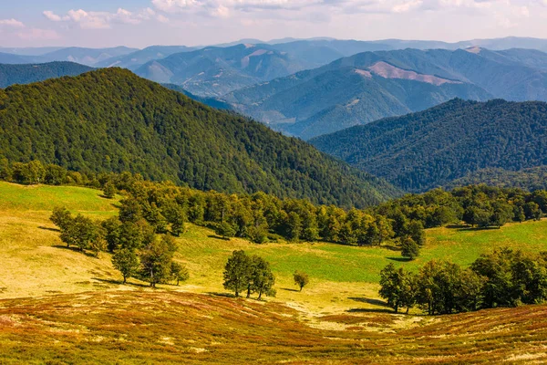 Kayın ağaçları çayır sonbaharda yamaca