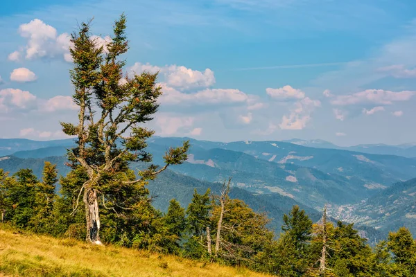 bir yamaca garip ağaç