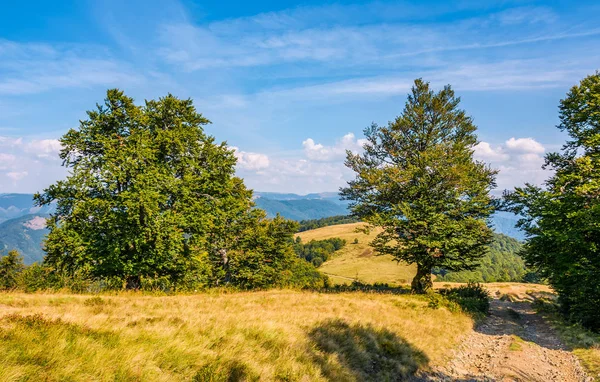 yol bir yamaca kayın ormanı