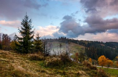 fırtınalı havalarda yamaca orman