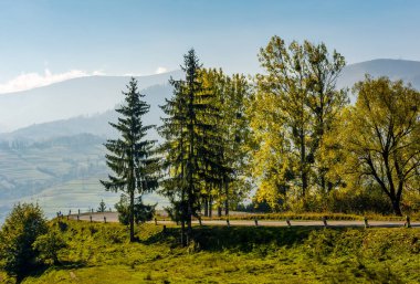 serpentine sonbahar günü ağaçta