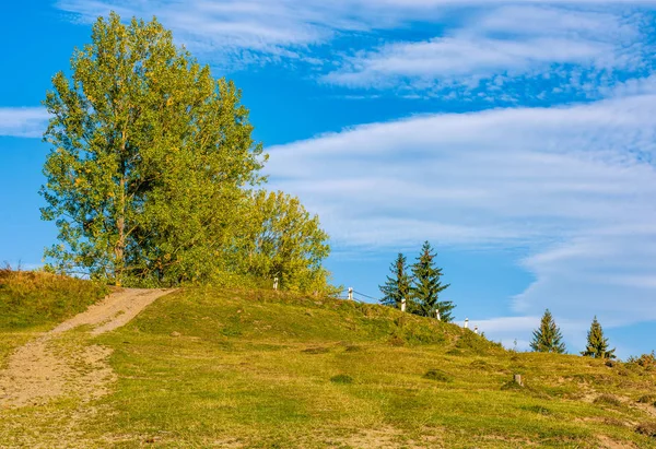 Arbre au feuillage jaune sur les collines à la campagne — Photo