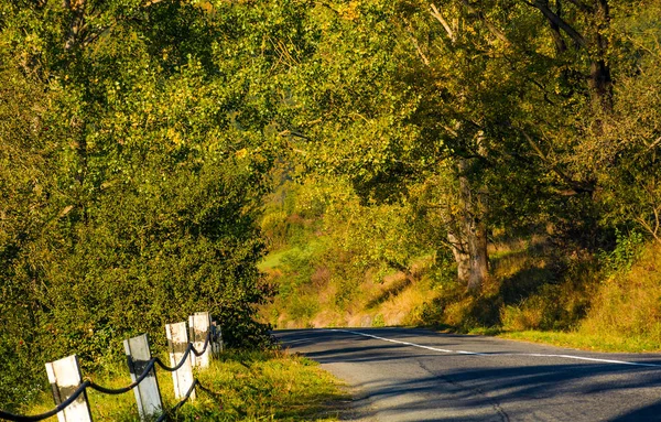 Estrada rural através da floresta — Fotografia de Stock