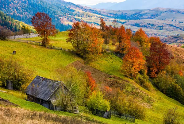 Woodshed op met gras begroeide heuvel met roodachtig bomen — Stockfoto