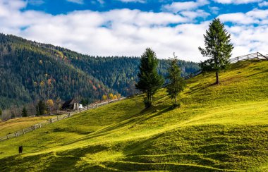 çimenli kırsal hillside ağaçta