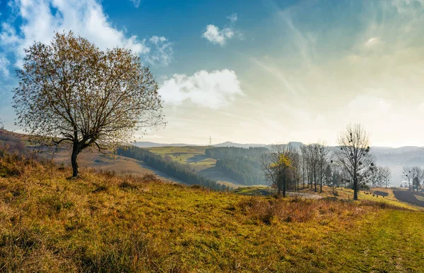 Bomen op heuvel op mooie herfst ochtend — Stockfoto