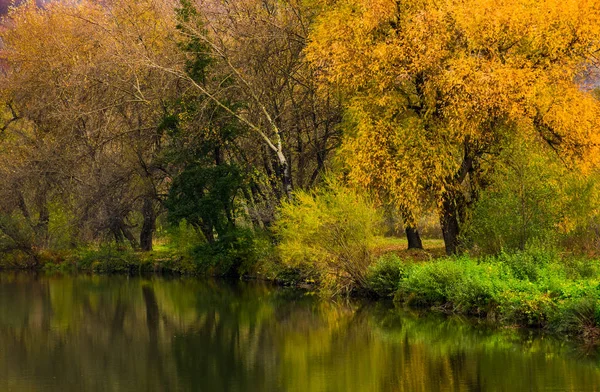 Forêt avec feuillage jaune près de la rivière — Photo