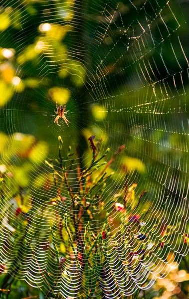 Червоний павук в Інтернеті на красивому листі боке — стокове фото
