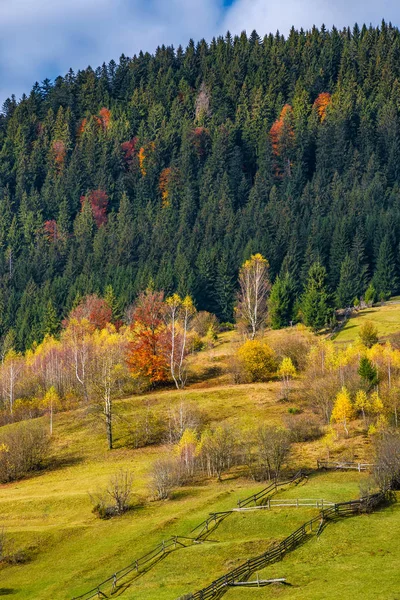 Agrarische velden op heuvel in de buurt van bos — Stockfoto
