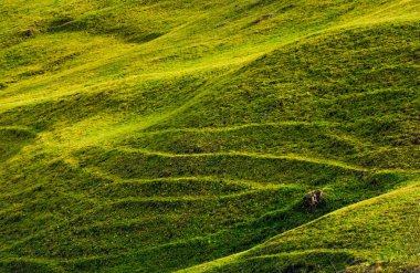 güneş ışığı güzel çimenli hillside