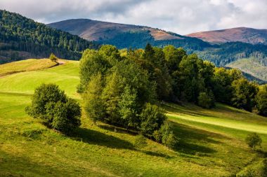 Orman Dağları'nda yamaç çayır üzerinde