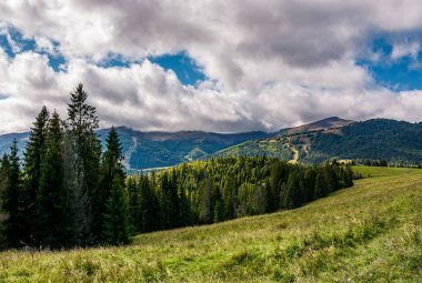 Bulutlu gün yamaca Ladin ormanı