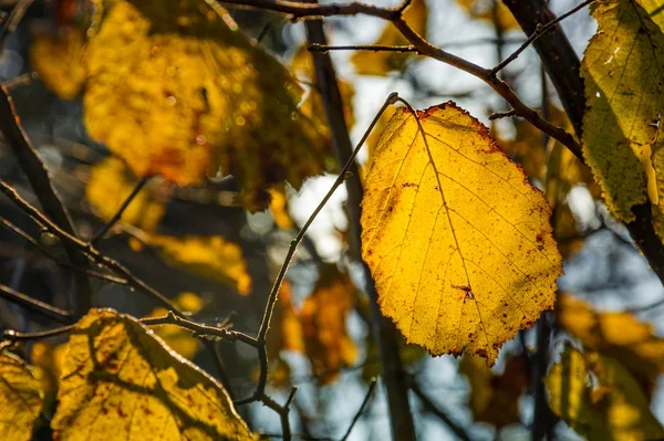 Жовтий лист на гілці в осінньому лісі — стокове фото