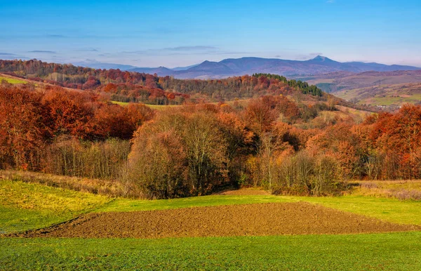 Bosque con follaje rojo sobre colinas en el campo — Foto de Stock