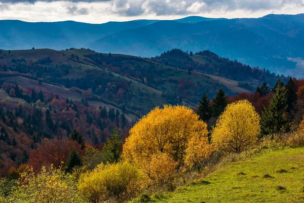 Sarı ağaçları sonbaharda bir yamacın kenarında — Stok fotoğraf