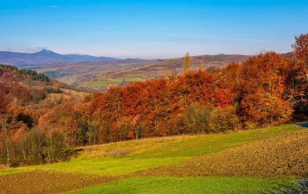 Skogen med röda blad på kullarna på landsbygden — Stockfoto