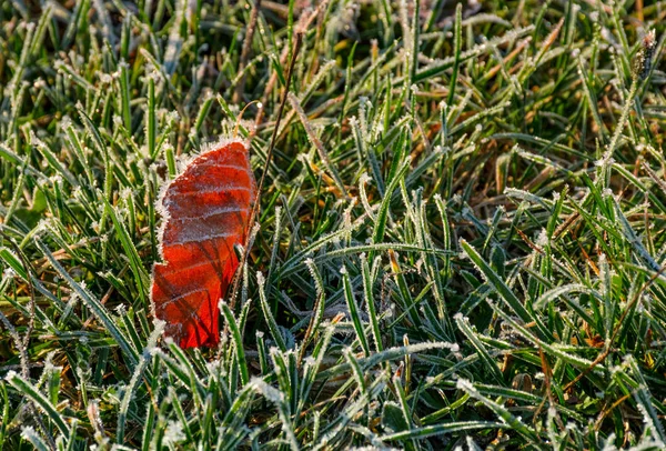 つや消しの緑の草の地に赤みを帯びた葉 — ストック写真