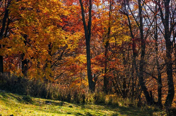 Vackra gyllene lövverket på solig dag i skogen — Stockfoto