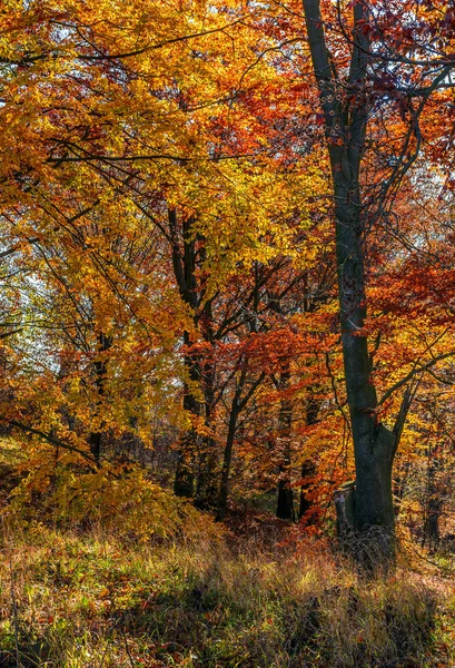 Vackra gyllene lövverket på solig dag i skogen — Stockfoto